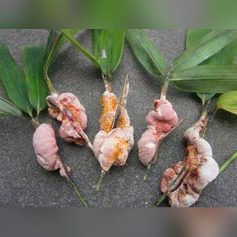 黄蜂咬了会有生命危险吗？全面解析与应对指南